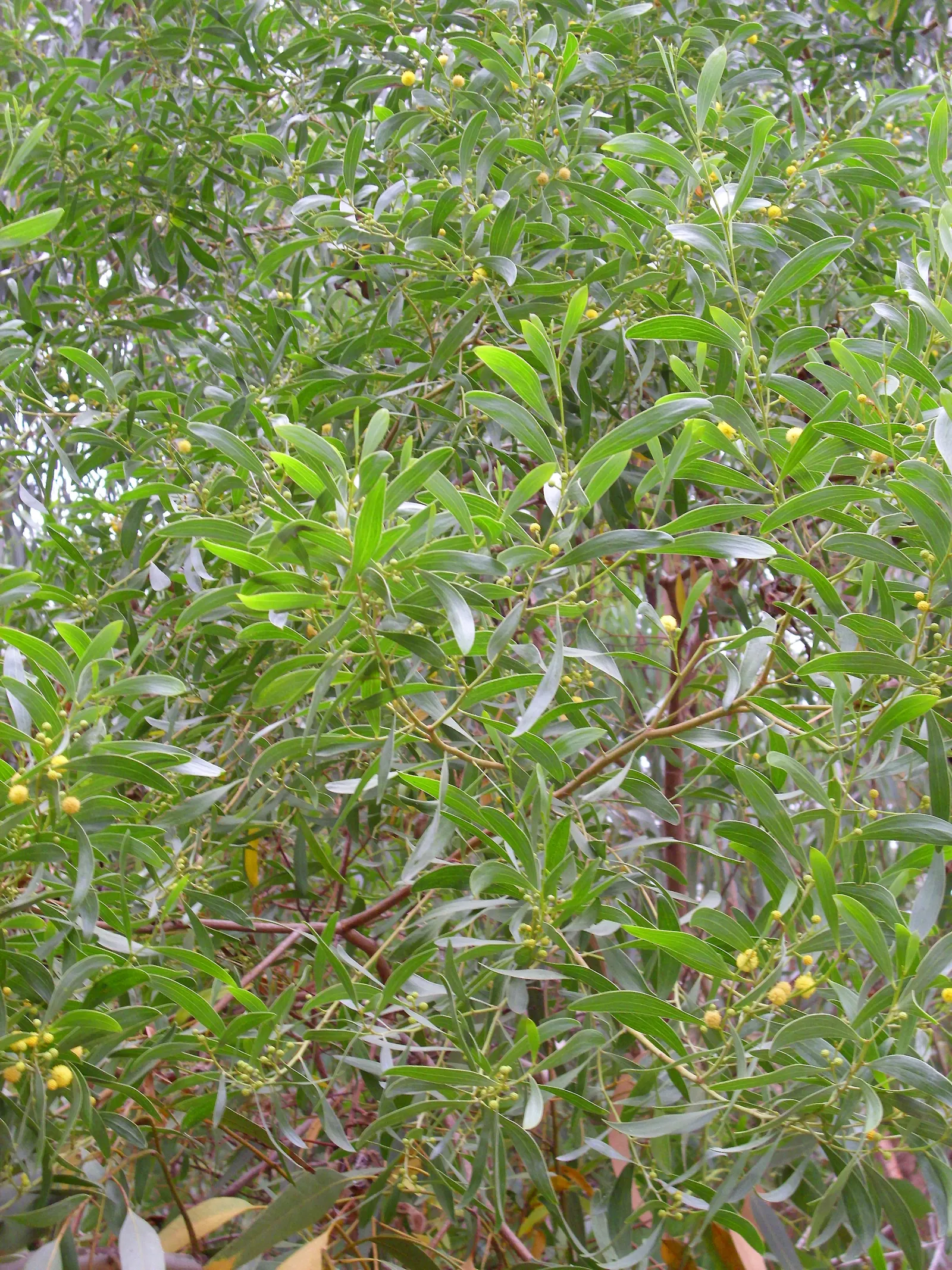 Golden Wattle (Acacia Longifolia) — making it an excellent choice for water-wise landscapes or xeriscaping; golden Wattle (Acacia longifolia) is an, image 109
