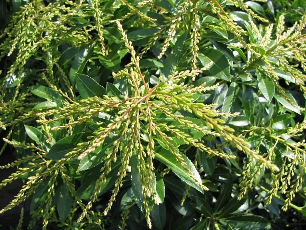 Dorothy Wyckoff Japanese Pieris (Pieris Japonica 'Dorothy Wyckoff') — The shrub reaches a mature size of approximately 4 to 5 feet in height and spreads to