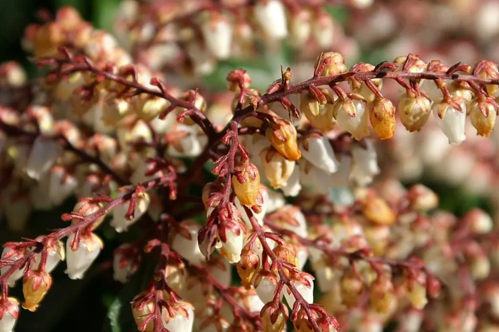 Dorothy Wyckoff Japanese Pieris (Pieris Japonica 'Dorothy Wyckoff') — commonly referred to as Mountain Fire Lily of the Valley