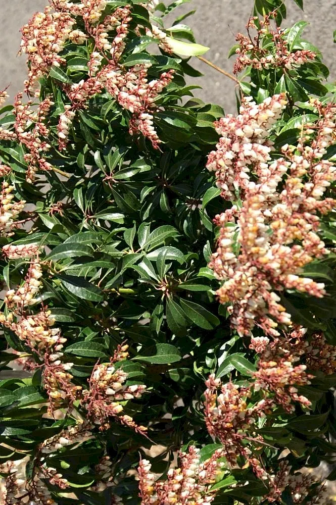Dorothy Wyckoff Japanese Pieris (Pieris Japonica 'Dorothy Wyckoff') — year-round interest to temperate gardens
