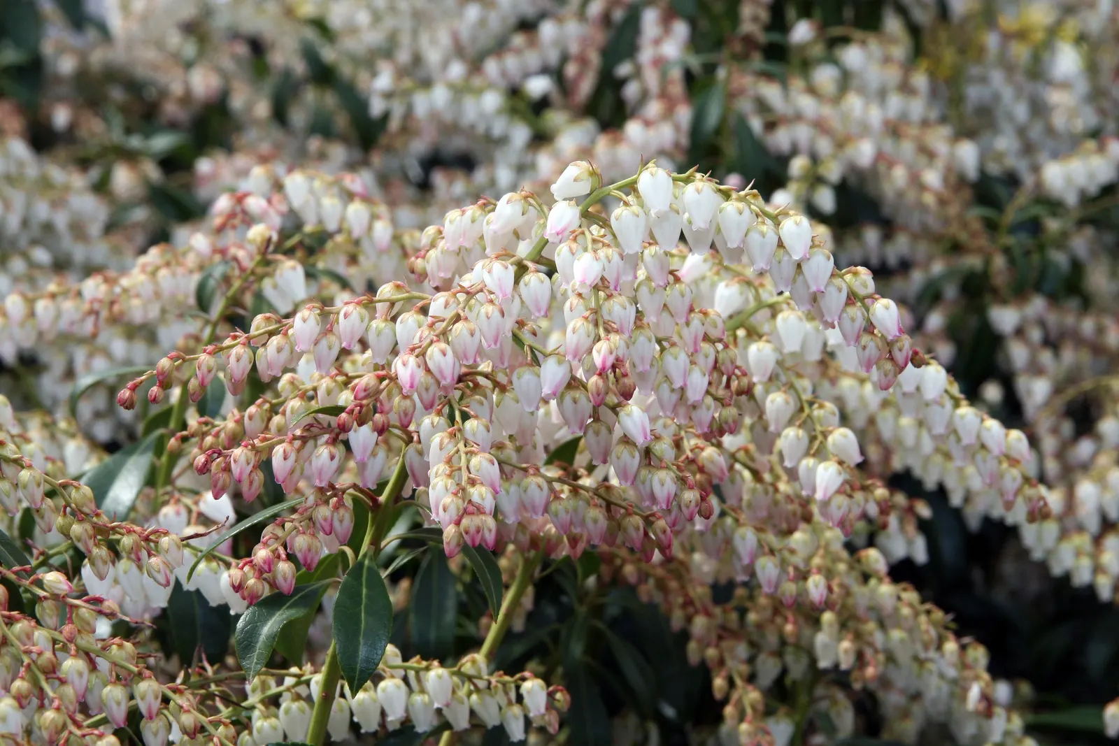 Dorothy Wyckoff Japanese Pieris (Pieris Japonica 'Dorothy Wyckoff') — making it an ideal choice for foundation plantings
