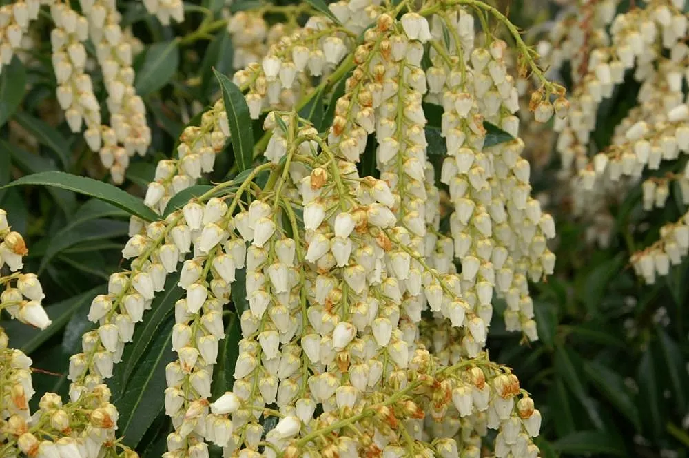 Dorothy Wyckoff Japanese Pieris (Pieris Japonica 'Dorothy Wyckoff') — or Mountain Fire Lily of the Valley