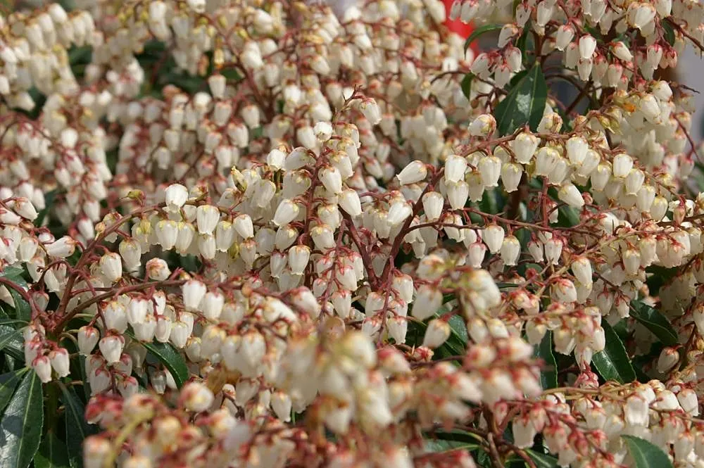 Dorothy Wyckoff Japanese Pieris (Pieris Japonica 'Dorothy Wyckoff') — this variety is cold-resistant down to temperatures of -20&deg;F to 20&deg;F