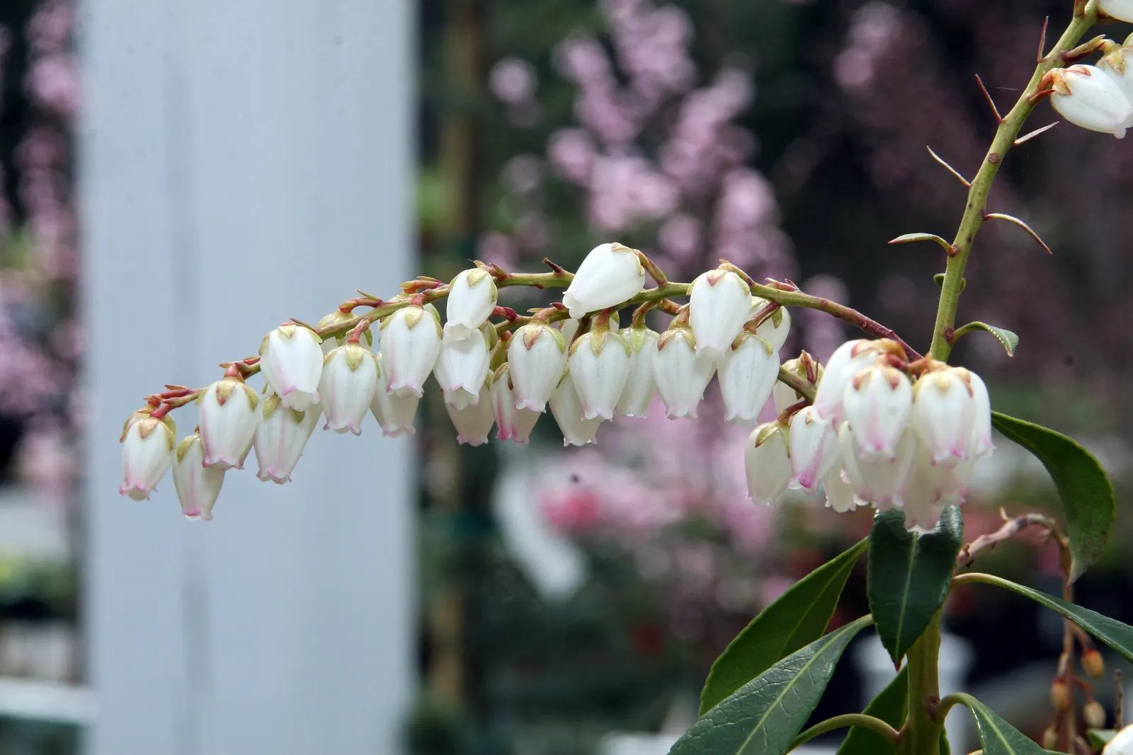 Dorothy Wyckoff Japanese Pieris (Pieris Japonica 'Dorothy Wyckoff') — reminiscent of the traditional lily of the valley