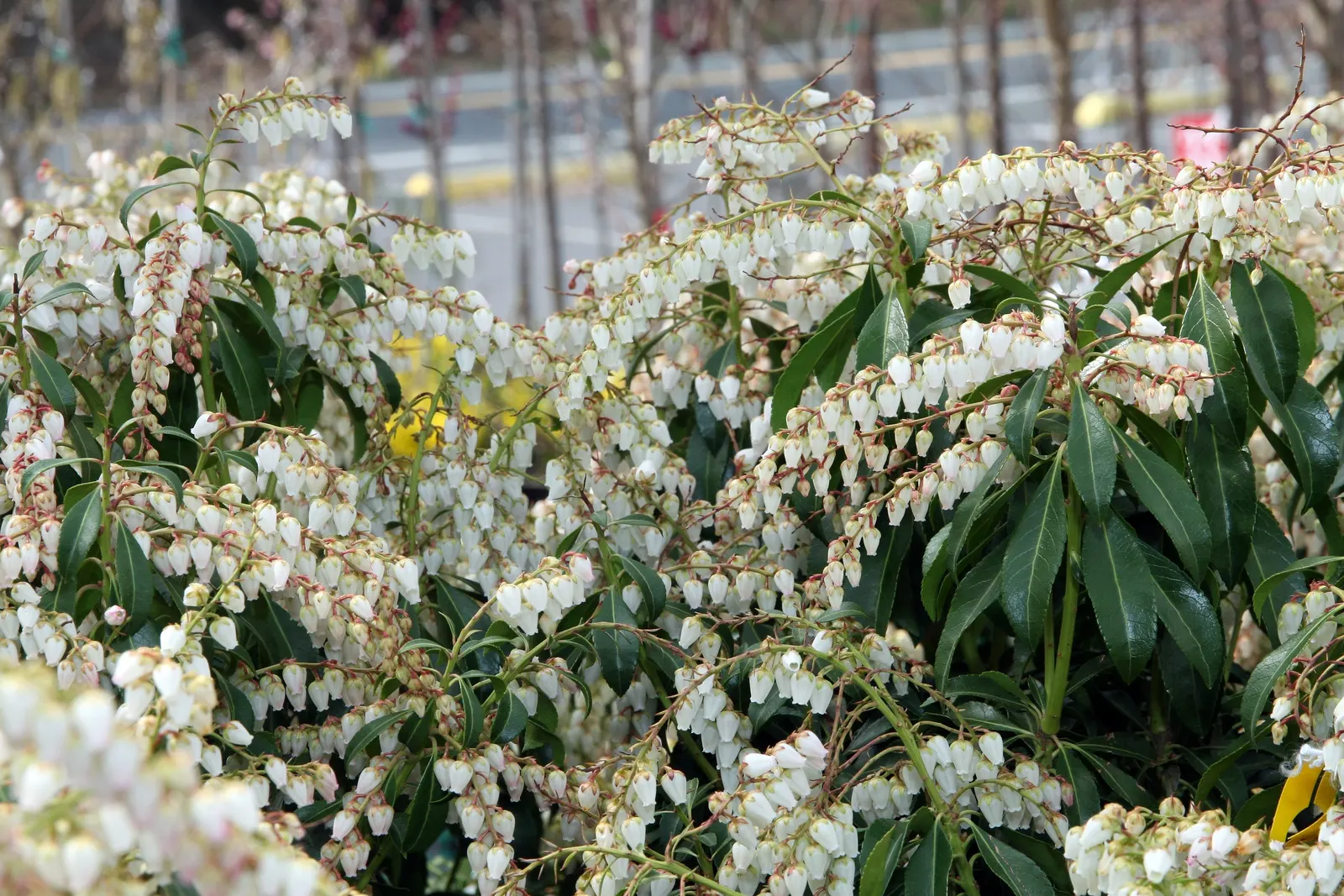 Dorothy Wyckoff Japanese Pieris (Pieris Japonica 'Dorothy Wyckoff') — is a compact evergreen shrub reaching up to 6 feet tall and 4 feet wide