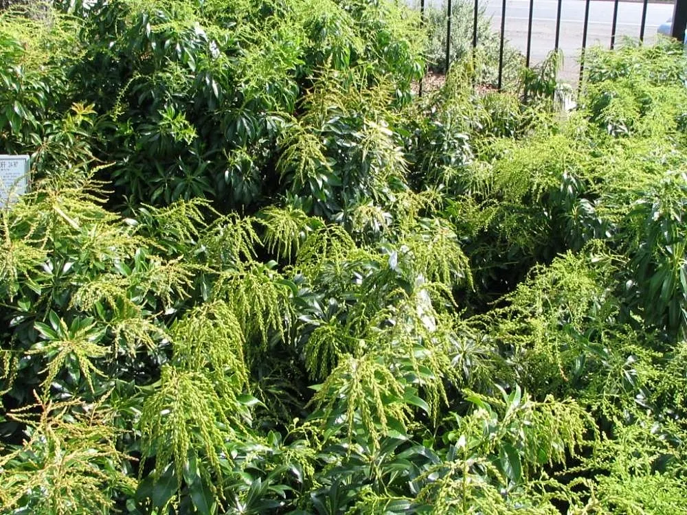 Dorothy Wyckoff Japanese Pieris (Pieris Japonica 'Dorothy Wyckoff') — 'Dorothy Wyckoff' graces the landscape with cascading clusters of bell-shaped