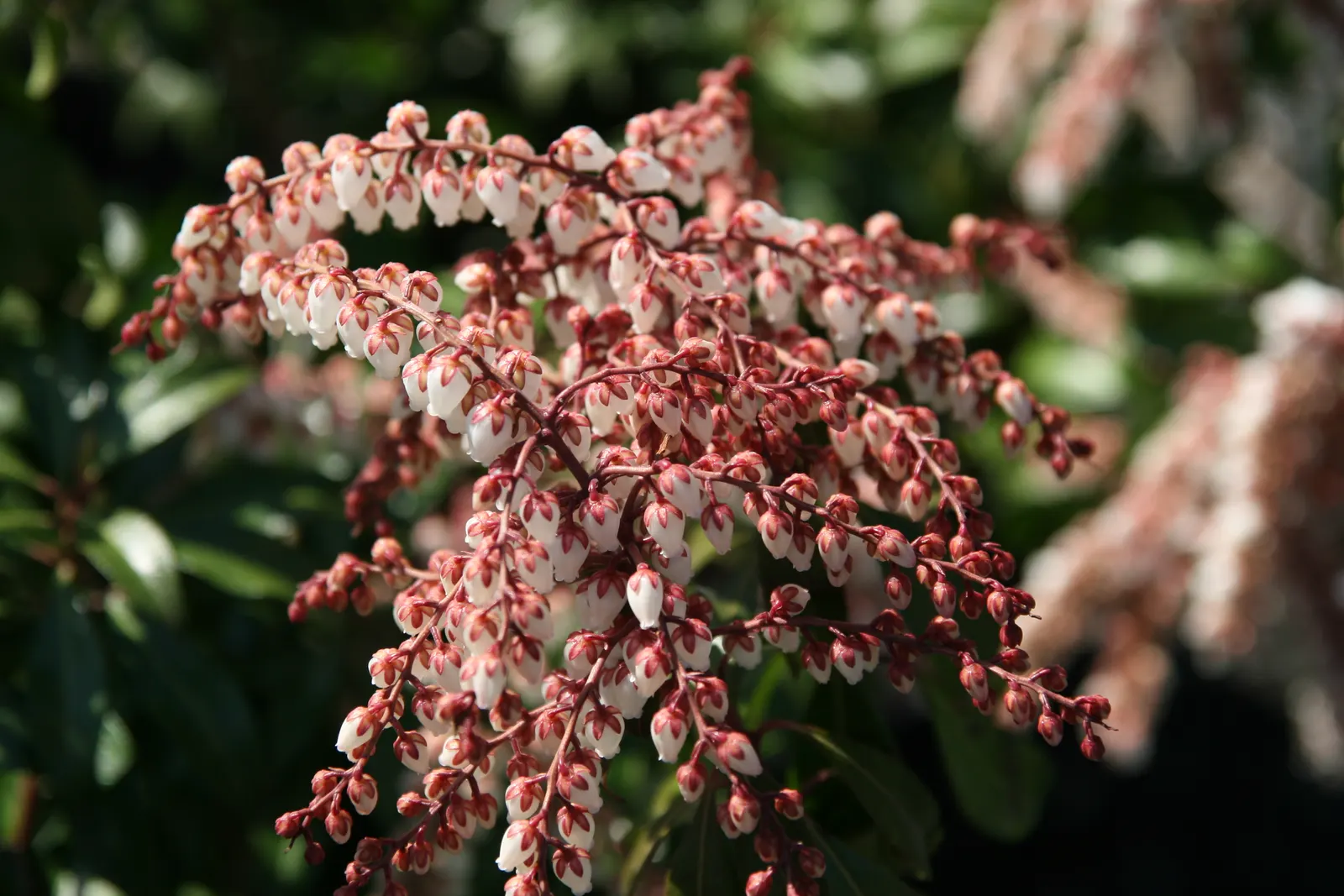 Dorothy Wyckoff Japanese Pieris (Pieris Japonica 'Dorothy Wyckoff') — These fragrant blossoms are roughly 6 inches long and attract butterflies and other