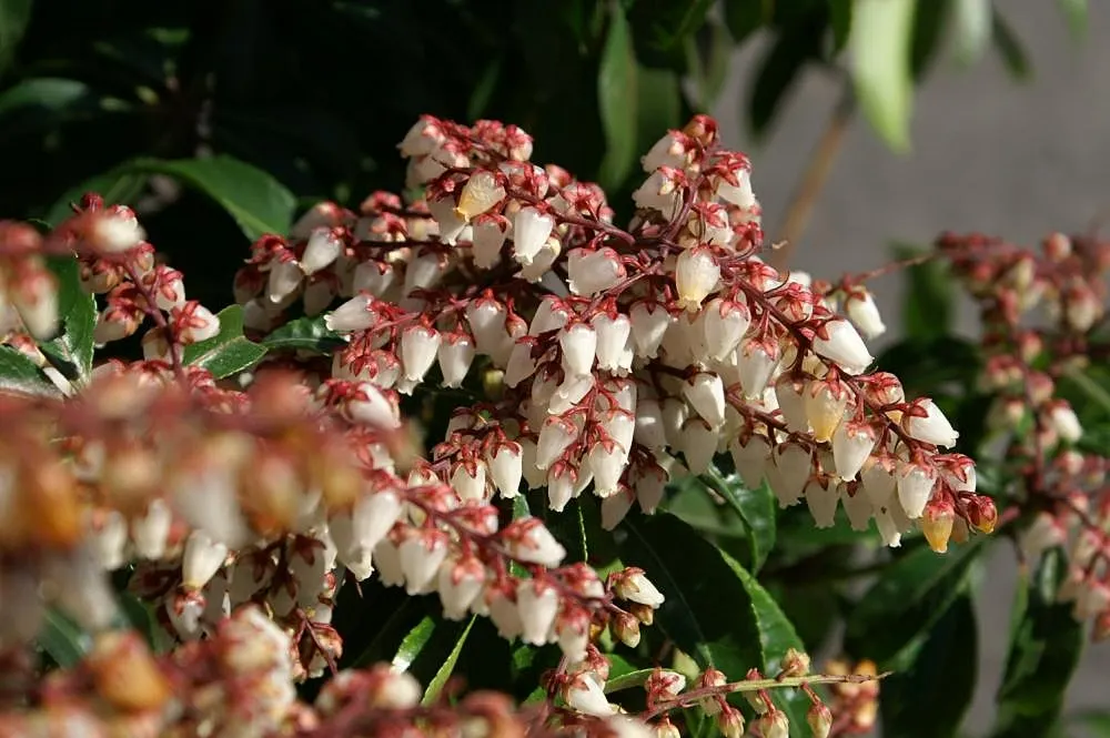 Dorothy Wyckoff Japanese Pieris (Pieris Japonica 'Dorothy Wyckoff') — is a captivating evergreen shrub that is renowned for its striking foliage and delicate