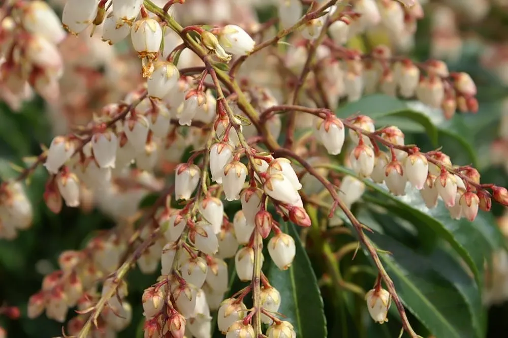 Dorothy Wyckoff Japanese Pieris (Pieris Japonica 'Dorothy Wyckoff') — To maintain its attractive shape and encourage vigorous growth, light pruning can be done