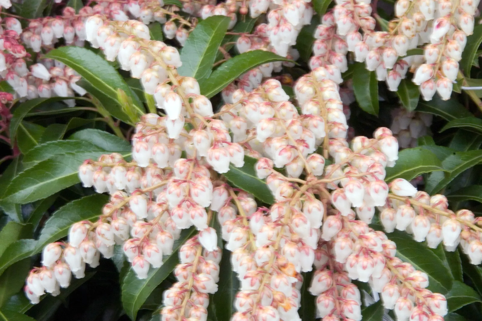 Dorothy Wyckoff Japanese Pieris (Pieris Japonica 'Dorothy Wyckoff') — It flaunts striking chains of pink-tinged white flowers in early spring, complemented by