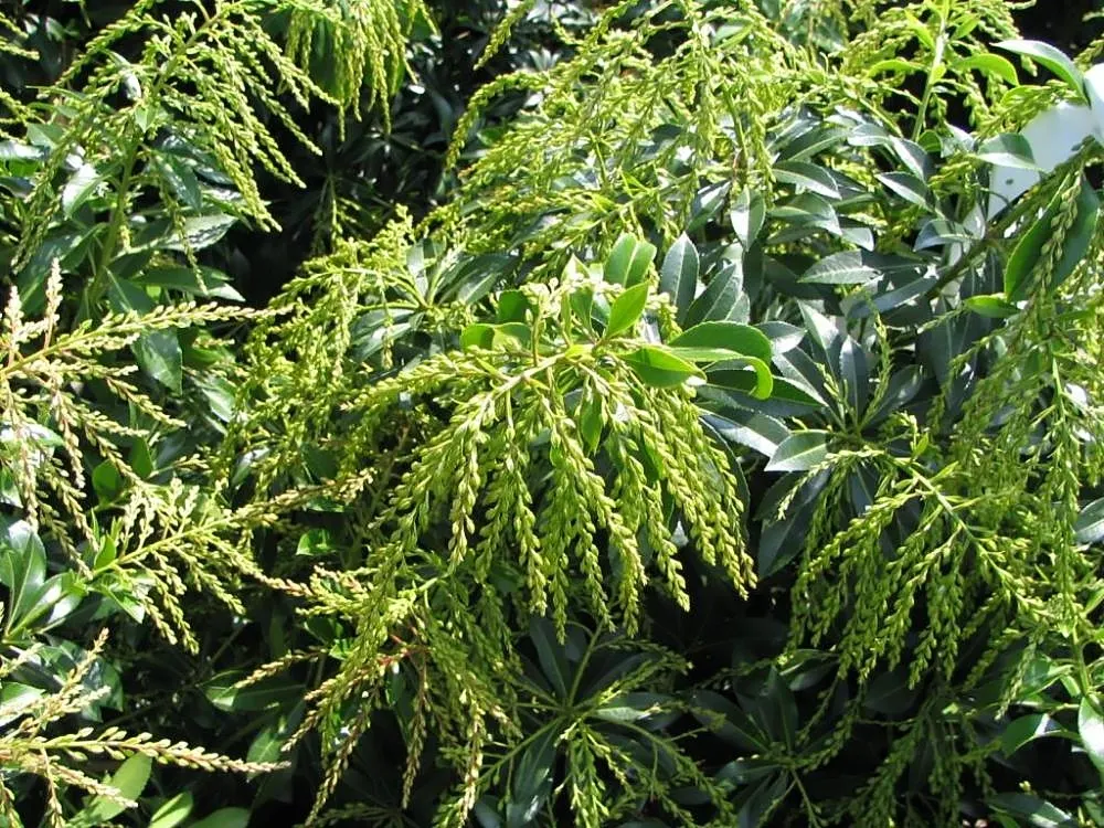 Dorothy Wyckoff Japanese Pieris (Pieris Japonica 'Dorothy Wyckoff') — and woodland gardens.<br><br>In the early spring