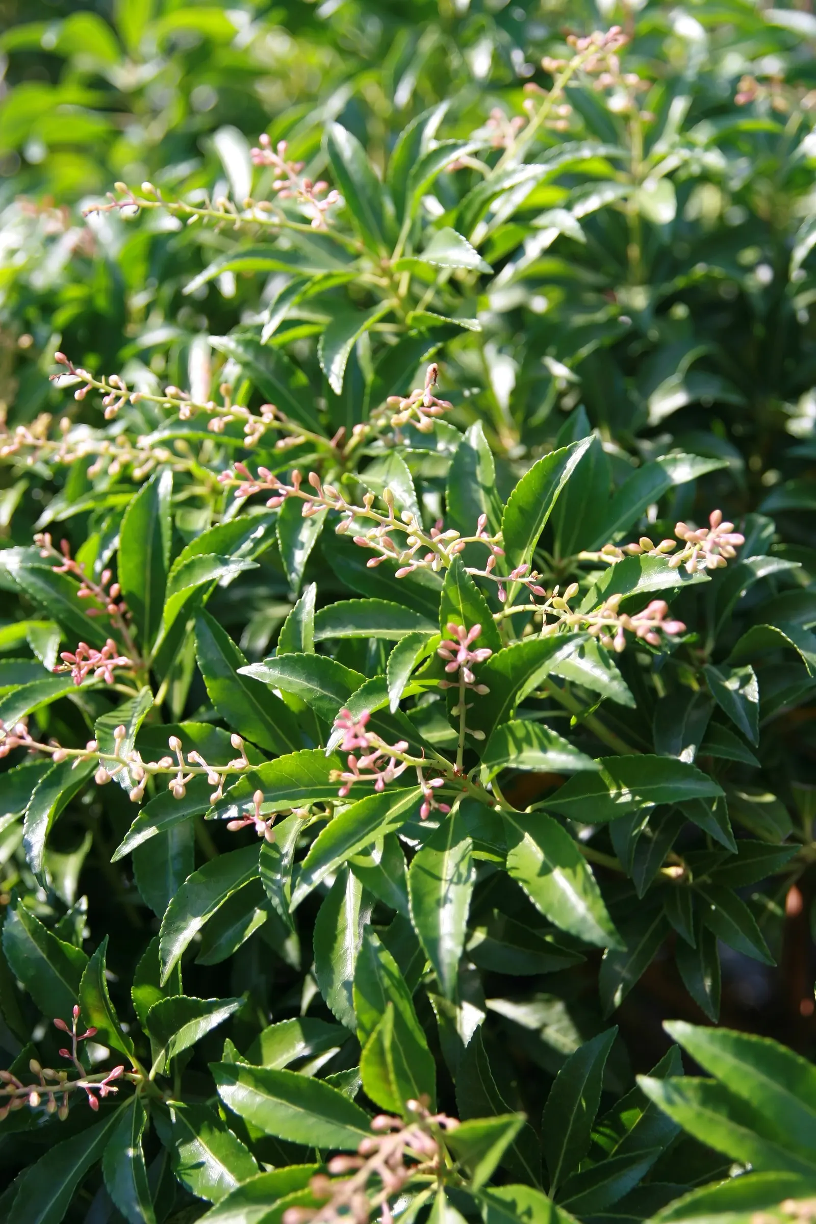 Dorothy Wyckoff Japanese Pieris (Pieris Japonica 'Dorothy Wyckoff') — well-drained soil in USDA zones 5-8