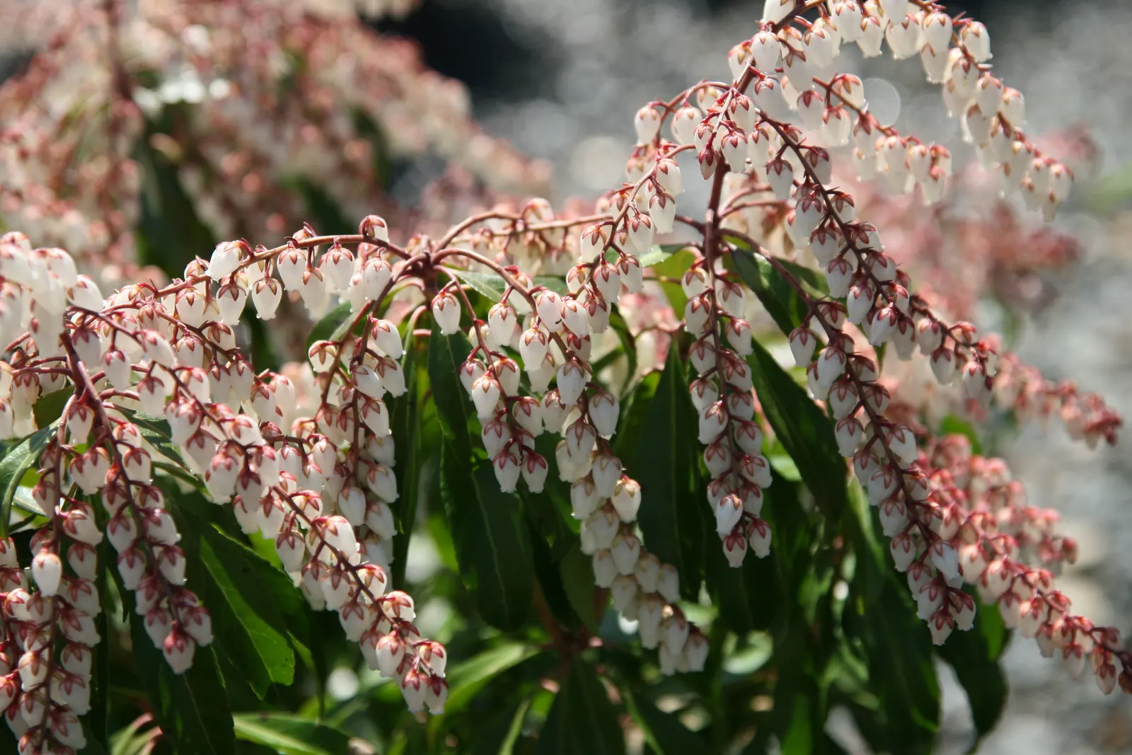 Dorothy Wyckoff Japanese Pieris (Pieris Japonica 'Dorothy Wyckoff') — providing year-round interest in the garden