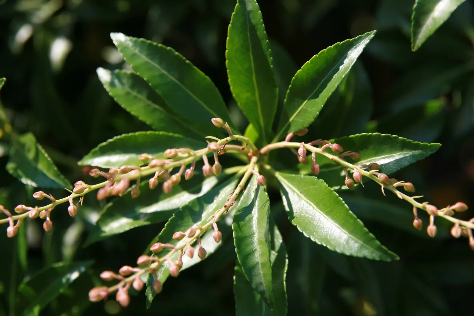 Dorothy Wyckoff Japanese Pieris (Pieris Japonica 'Dorothy Wyckoff') — burgundy-red new growth that matures into glossy