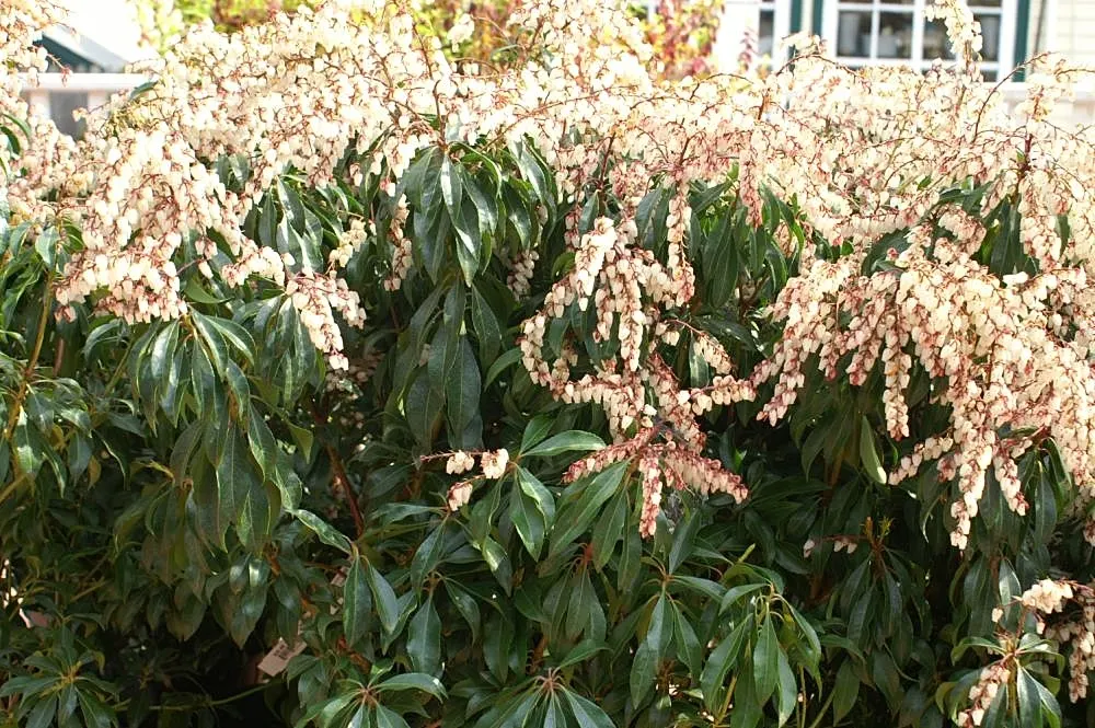 Dorothy Wyckoff Japanese Pieris (Pieris Japonica 'Dorothy Wyckoff') — and slightly acidic.<br><br>Hardy in USDA zones 5 through 8