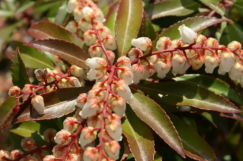 Dorothy Wyckoff Japanese Pieris (Pieris Japonica 'Dorothy Wyckoff') — Thriving in part shade and acidic