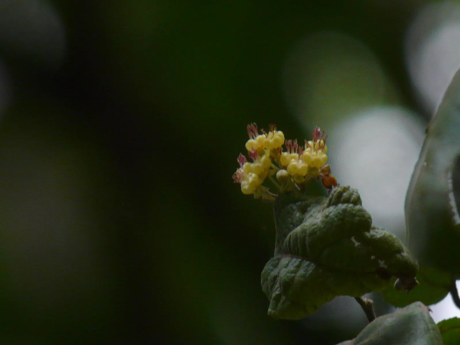 Cedar Elm (Ulmus Crassifolia) — scientifically known as Ulmus crassifolia