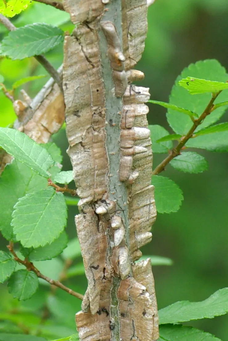 Cedar Elm (Ulmus Crassifolia) — This adaptable tree is suitable for urban settings