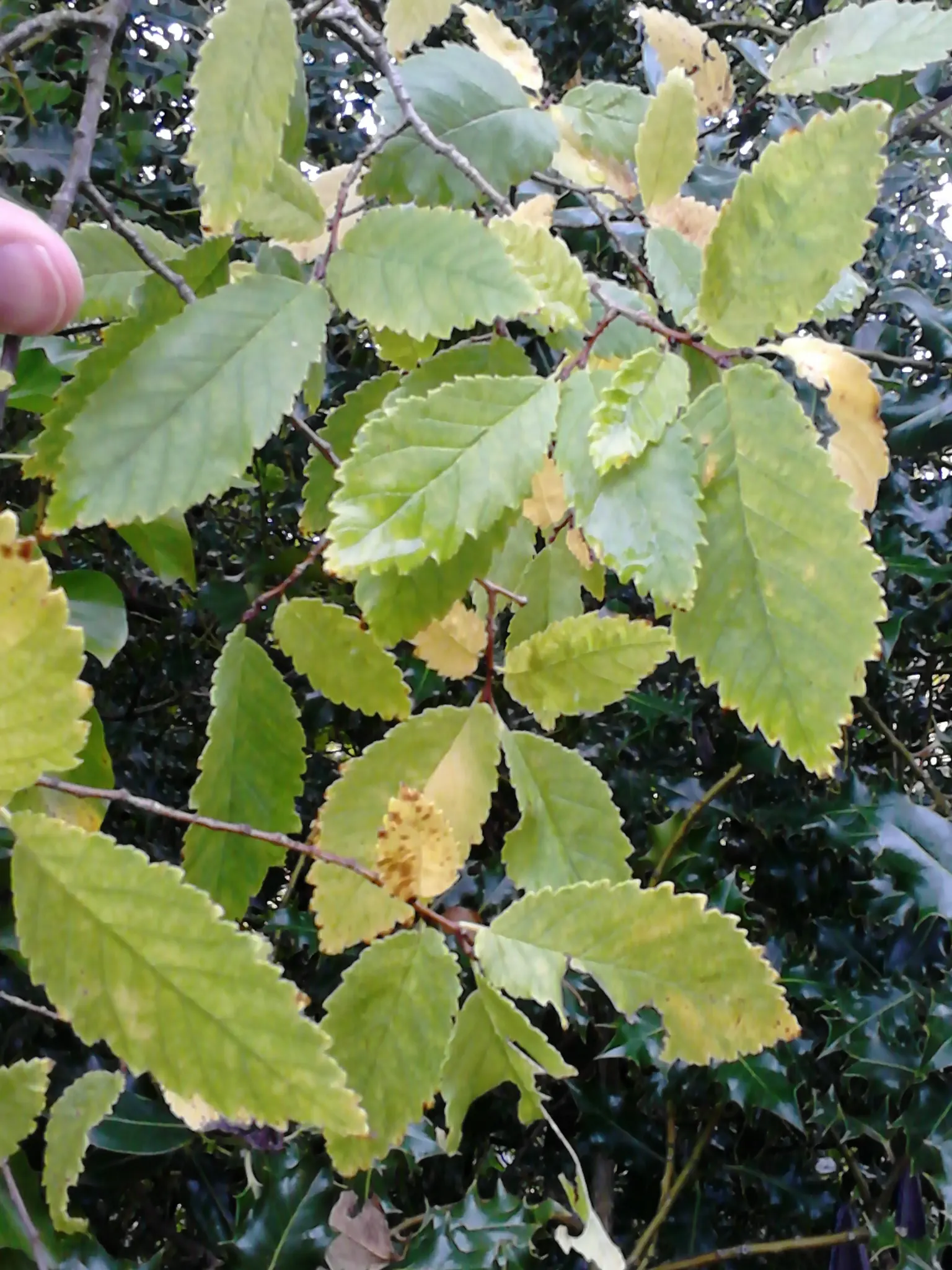Cedar Elm (Ulmus Crassifolia) — the Cedar Elm endures drought and tolerates both full sun and partial shade