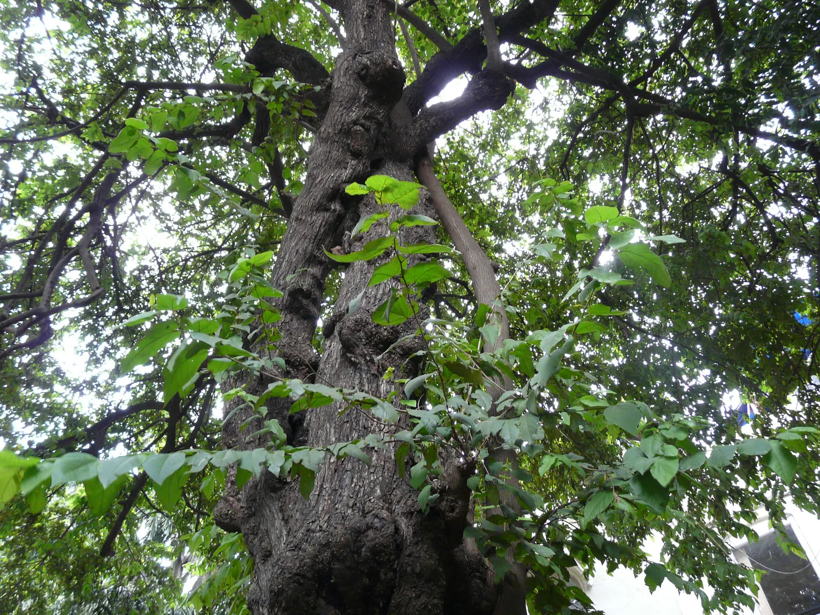 Cedar Elm (Ulmus Crassifolia) — covering a radius of up to 35 feet
