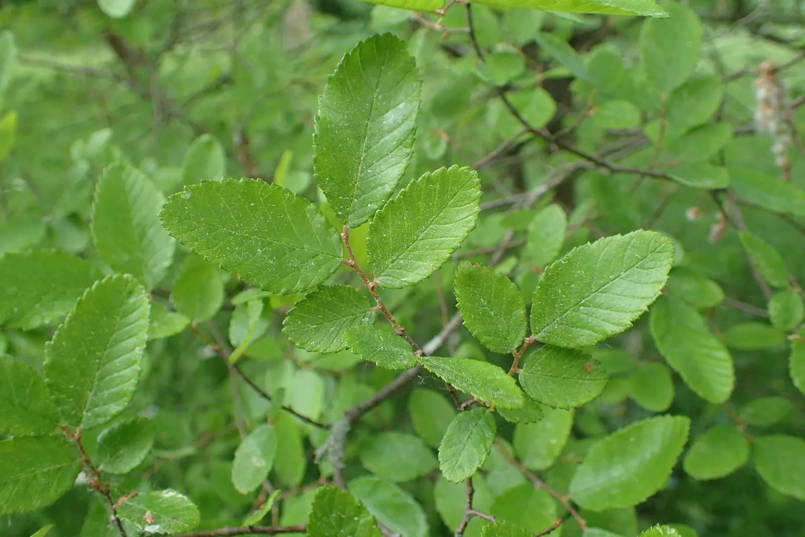 Cedar Elm (Ulmus Crassifolia) — stands as a robust and resilient deciduous tree