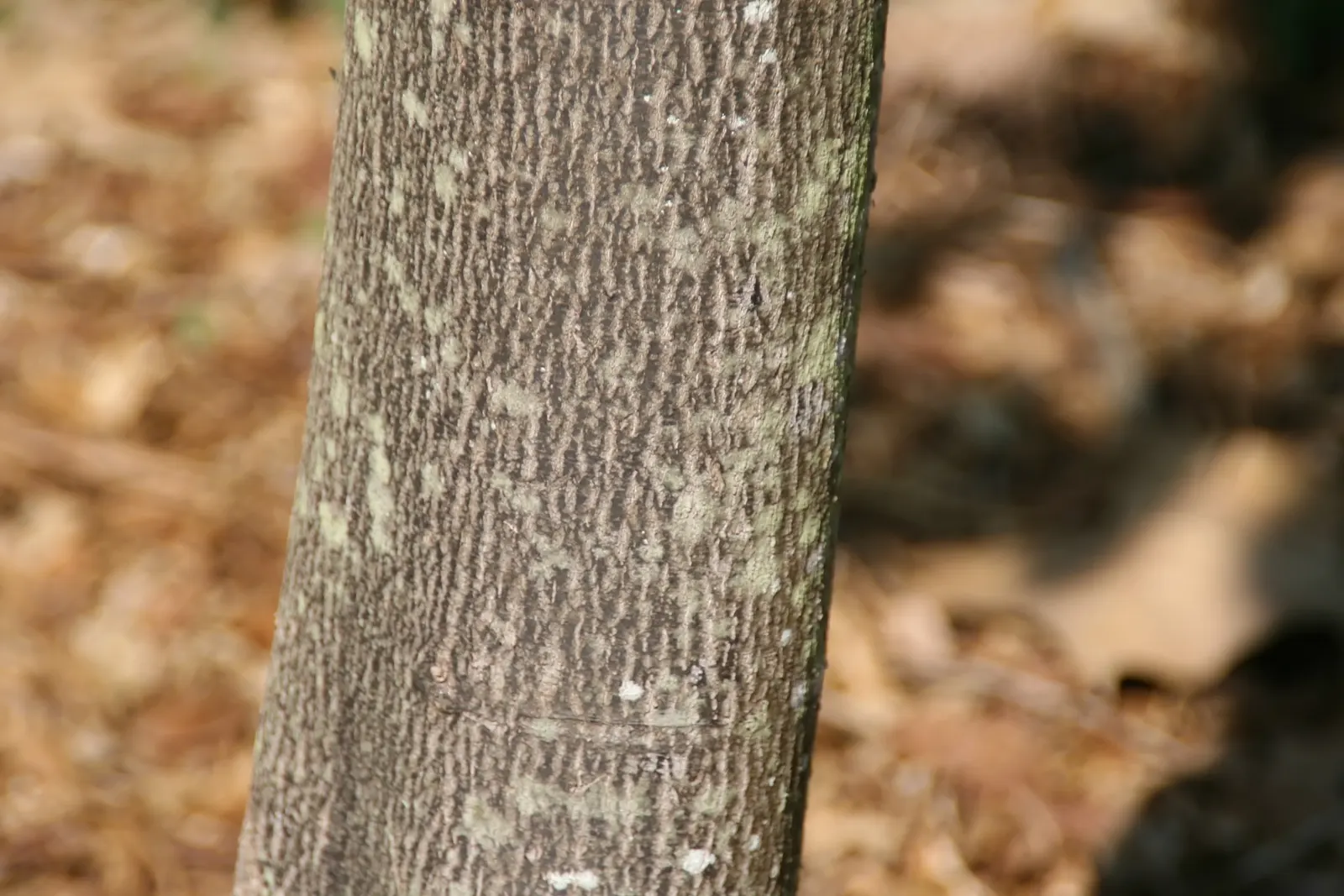Cedar Elm (Ulmus Crassifolia) — serving as a habitat and food source for various bird species