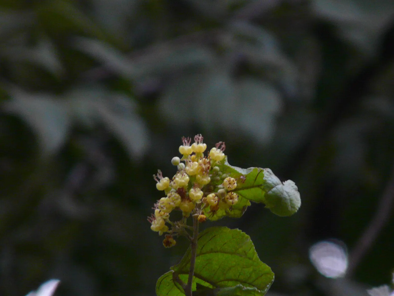 Cedar Elm (Ulmus Crassifolia) — This Texas native exemplifies adaptability