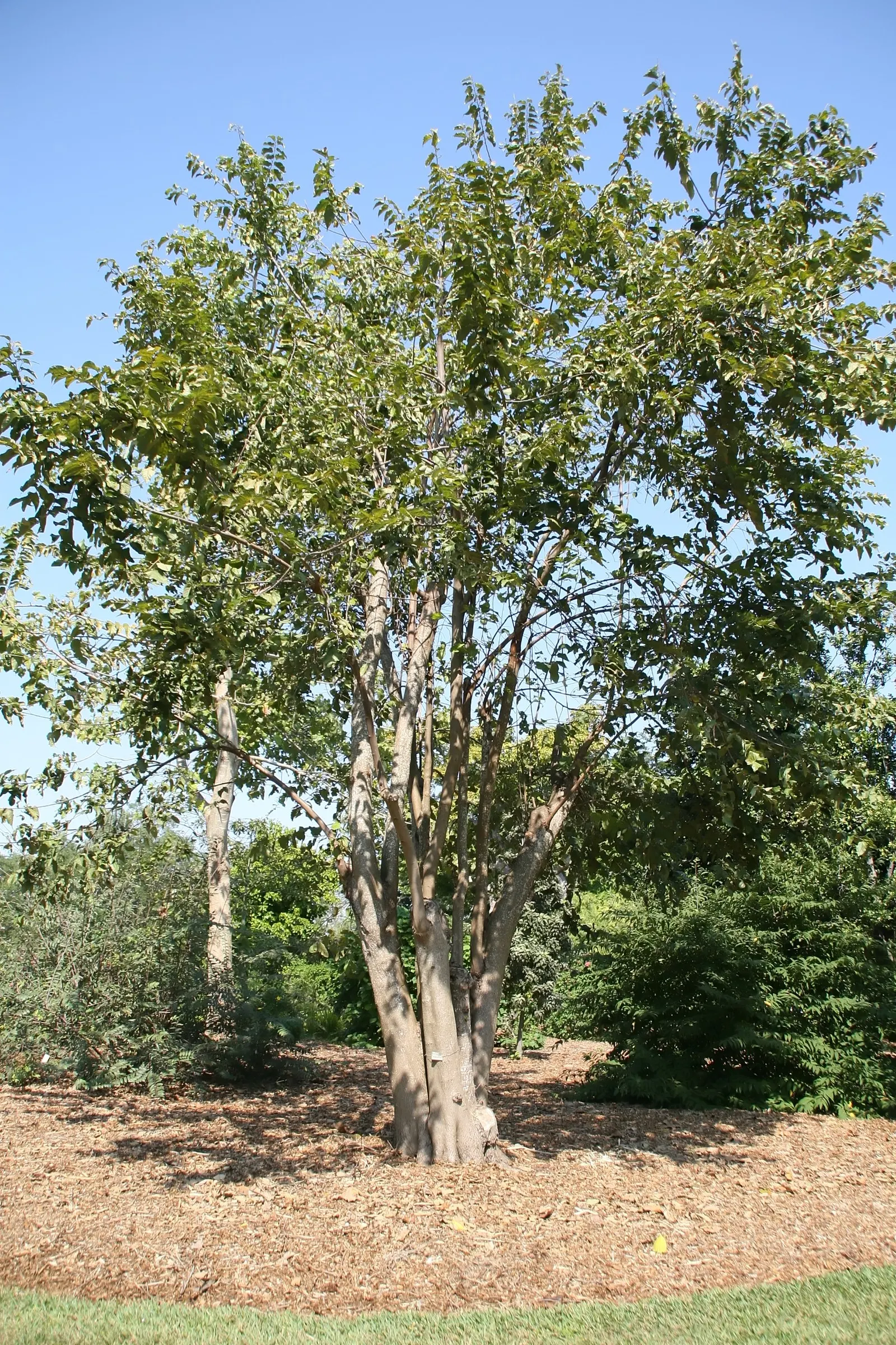 Cedar Elm (Ulmus Crassifolia) — especially in extreme heat
