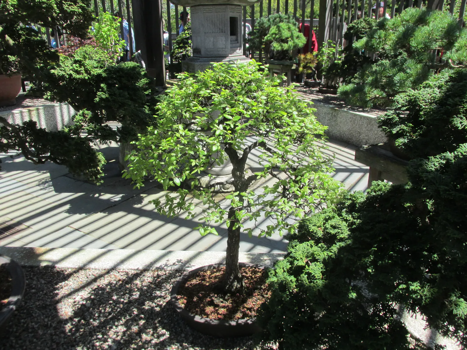 Cedar Elm (Ulmus Crassifolia) — This adaptable tree is suitable for urban settings; its leaves are distinctive; small and rough-textured