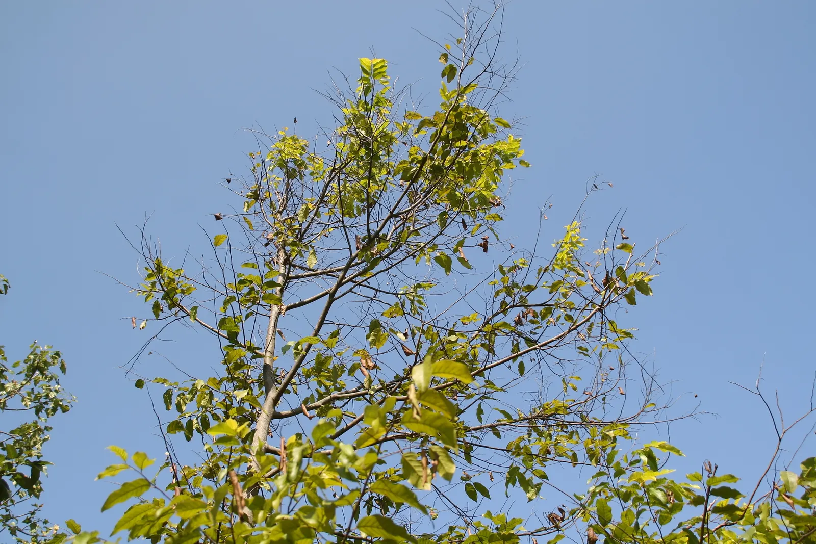 Cedar Elm (Ulmus Crassifolia) — tree with green and yellow blooms
