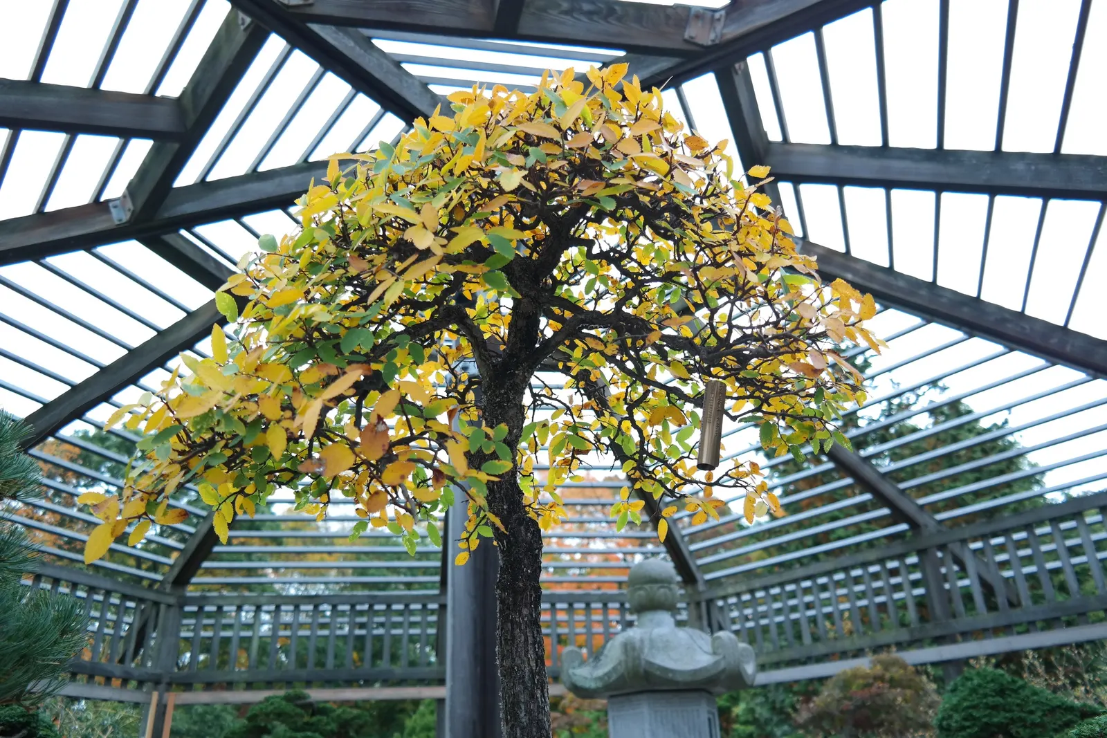 Cedar Elm (Ulmus Crassifolia) — with serrated edges and an asymmetrical base