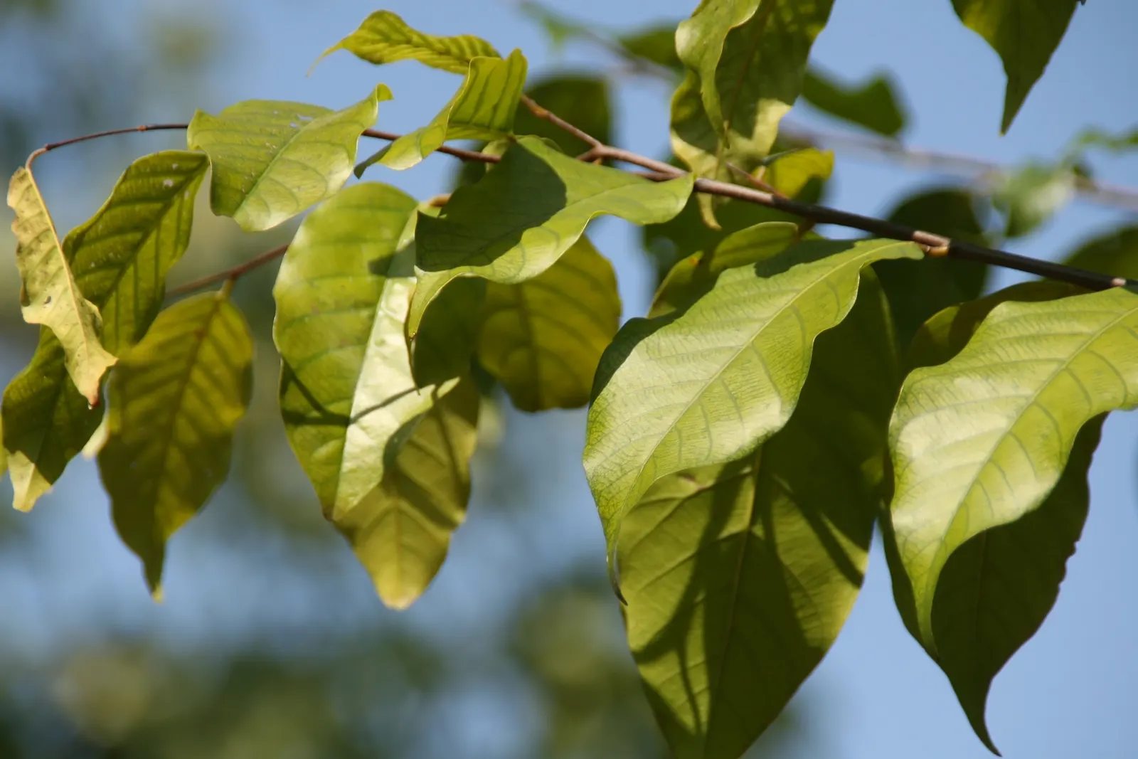 Cedar Elm (Ulmus Crassifolia) — Its dark green leaves, up to 2 inches long, turn yellowish in fall; in full sun to partial shade