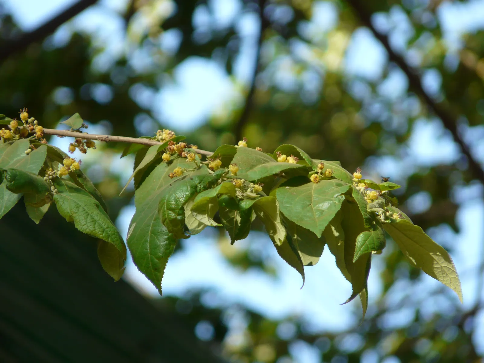 Cedar Elm (Ulmus Crassifolia) — the Cedar Elm has a rounded umbrella shape that provides extensive shade