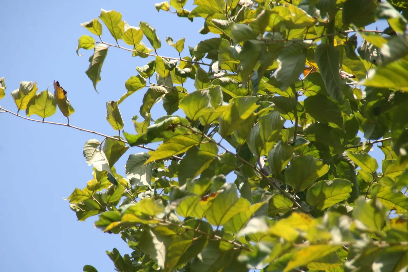 Cedar Elm (Ulmus Crassifolia) — When incorporating into designs