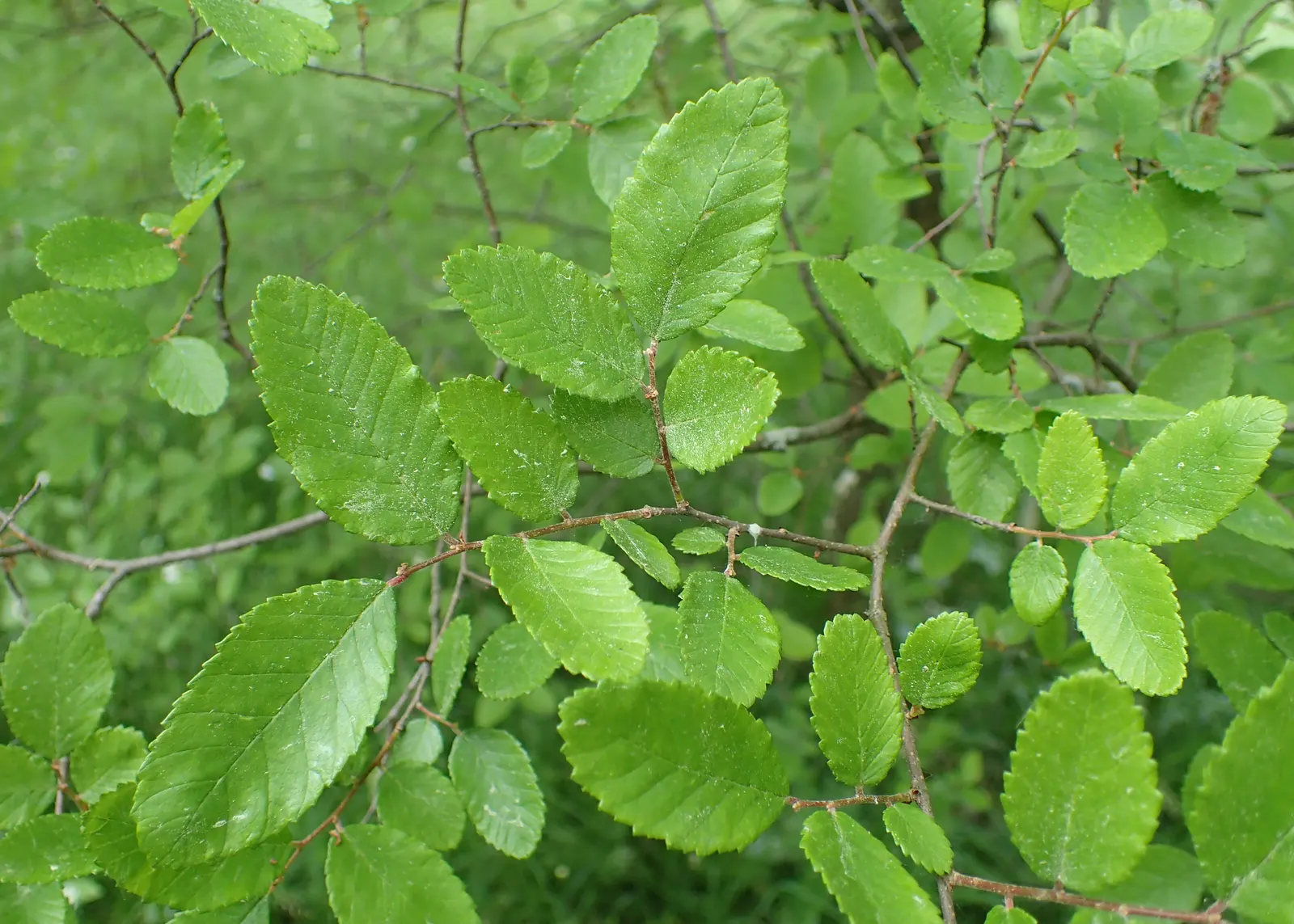 Cedar Elm (Ulmus Crassifolia) — ideal for adding stately charm to any landscape