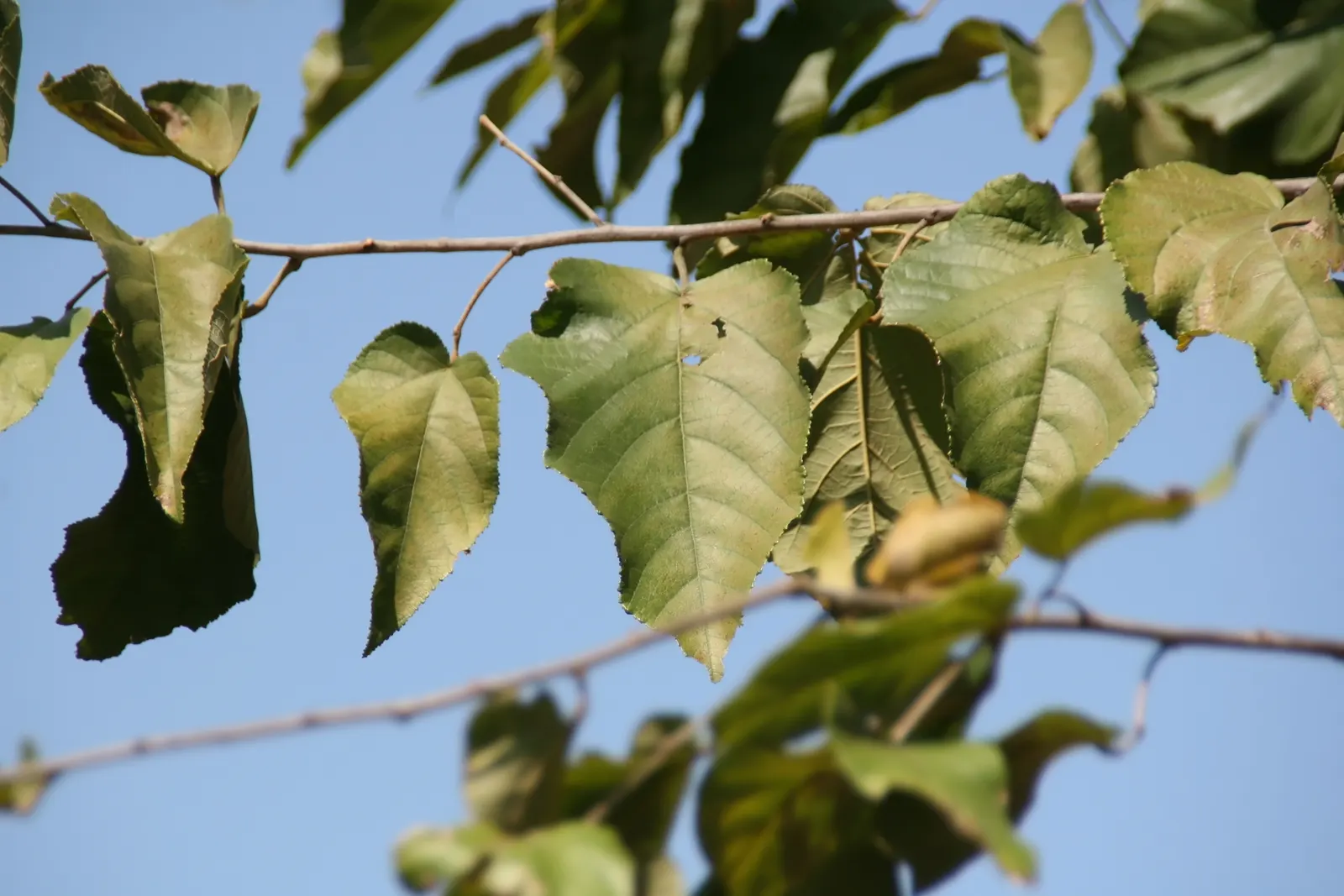 Cedar Elm (Ulmus Crassifolia) — Its leaves are distinctive; small and rough-textured
