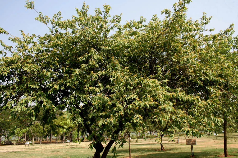 Cedar Elm (Ulmus Crassifolia) — measuring 1-2 inches in length