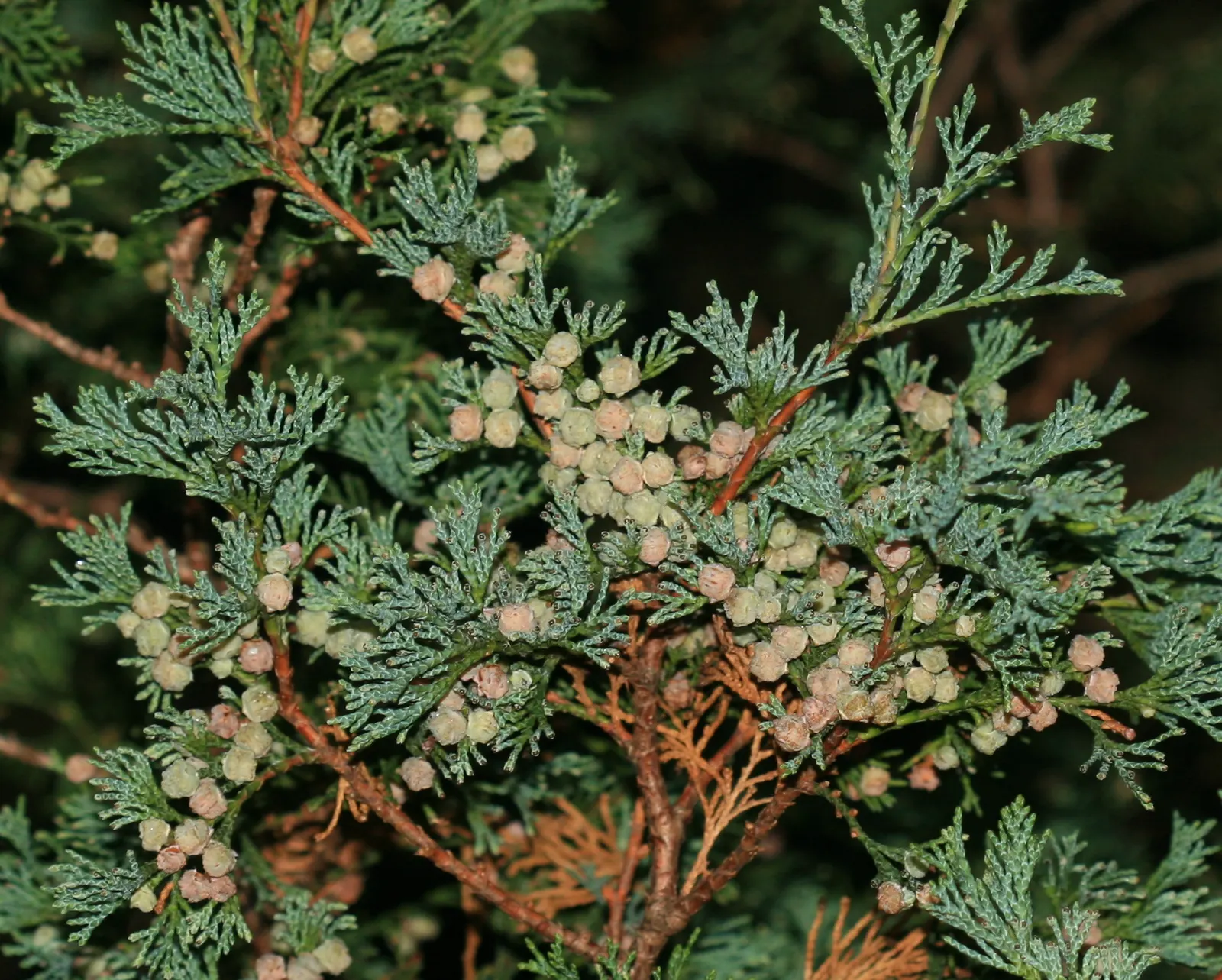 Cedar Elm (Ulmus Crassifolia) — tree for full