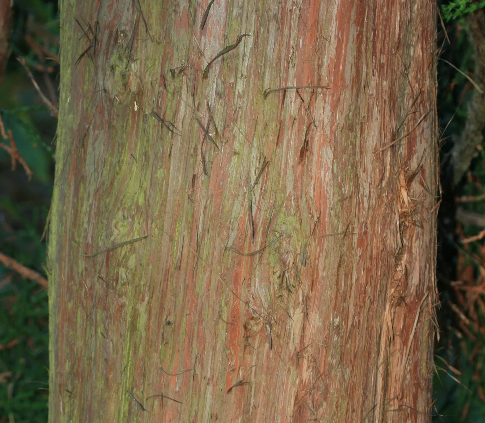 Cedar Elm (Ulmus Crassifolia) — as it's resistant to Dutch elm disease and thrives in a variety of soils; consider ample space for growth