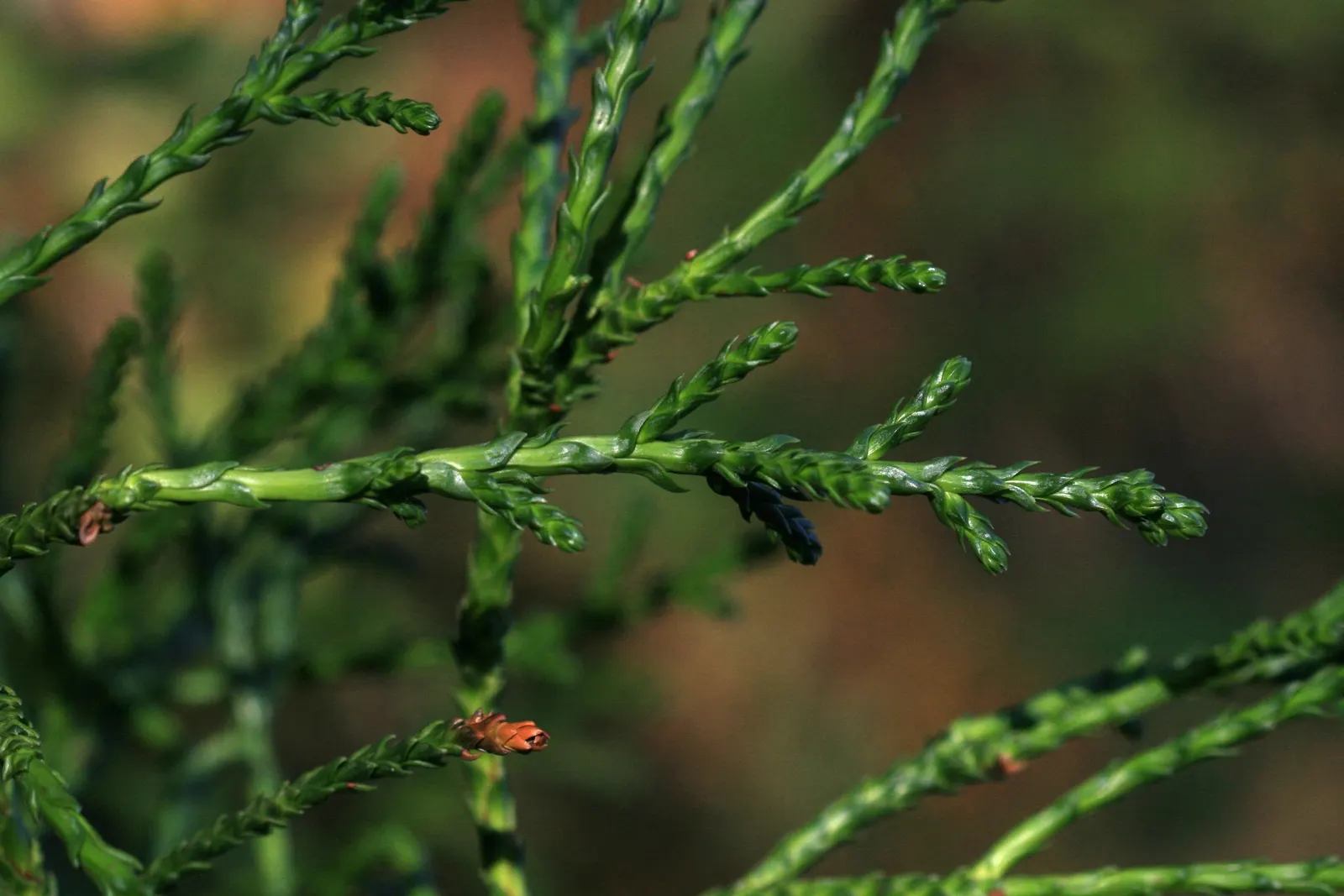 Cedar Elm (Ulmus Crassifolia) — green and yellow flowers in the garden