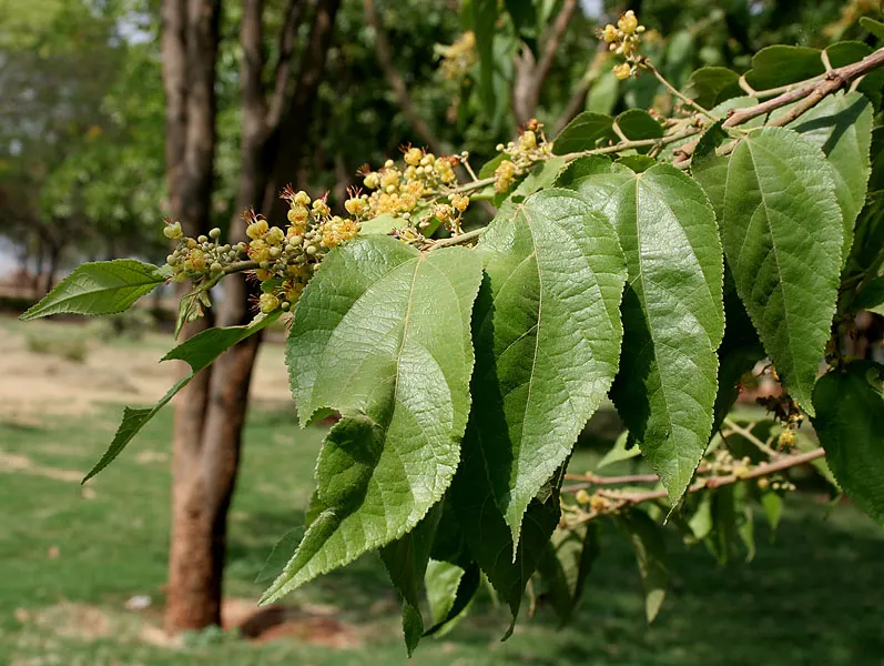 Cedar Elm (Ulmus Crassifolia) — as it's resistant to Dutch elm disease and thrives in a variety of soils