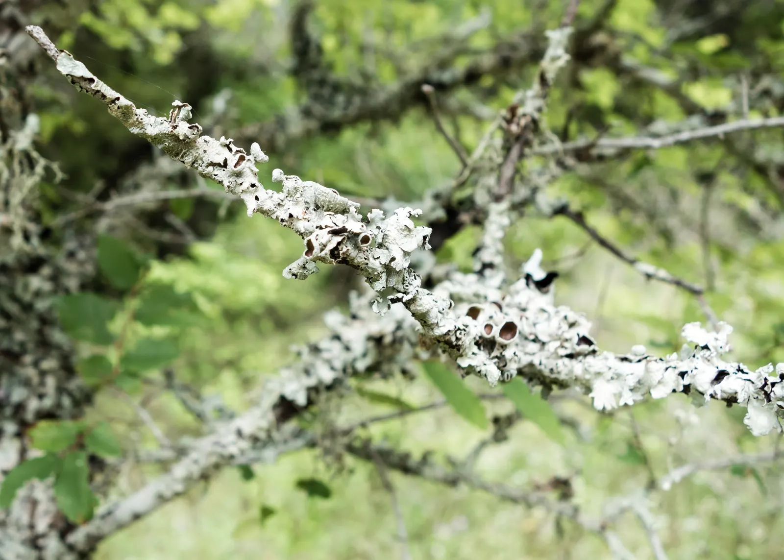 Cedar Elm (Ulmus Crassifolia) — It requires moderate watering