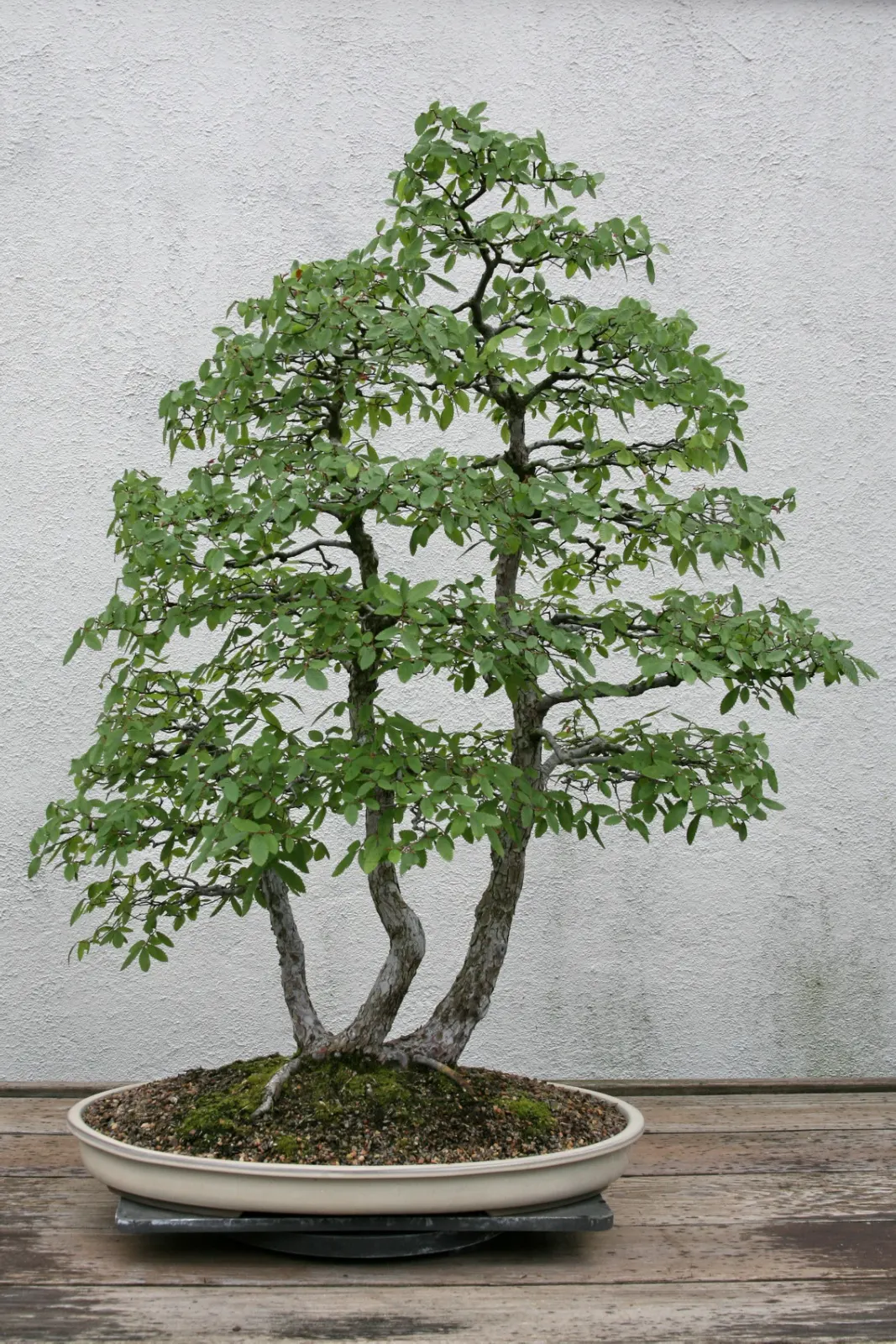 Cedar Elm (Ulmus Crassifolia) — The Cedar Elm also supports local wildlife
