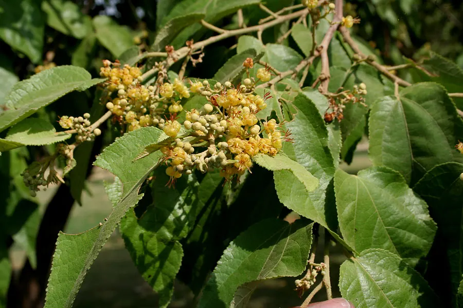 Cedar Elm (Ulmus Crassifolia) — Its dark green leaves, up to 2 inches long, turn yellowish in fall
