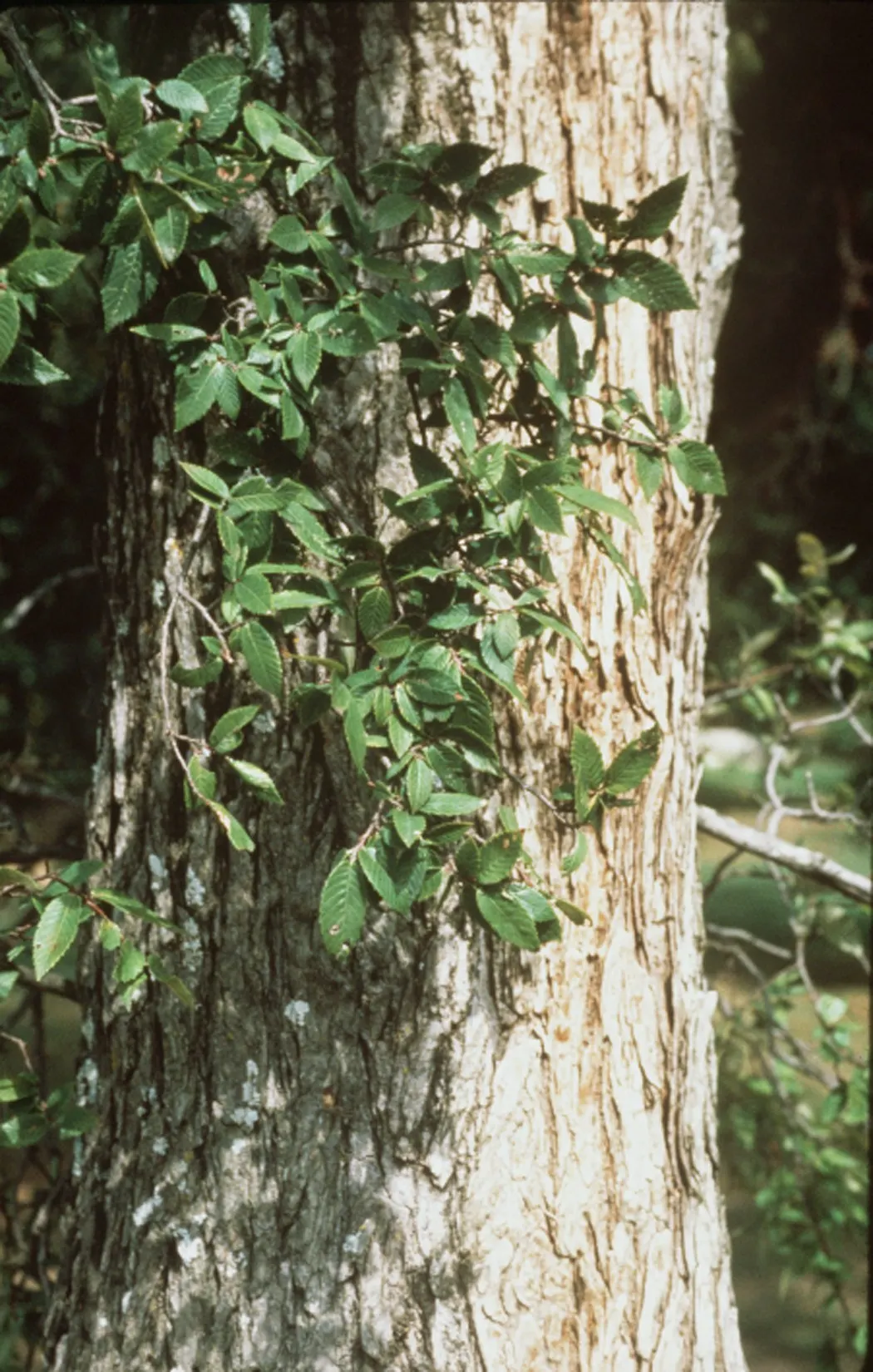 Cedar Elm (Ulmus Crassifolia) — and benefits from occasional pruning to maintain shape and structural integrity