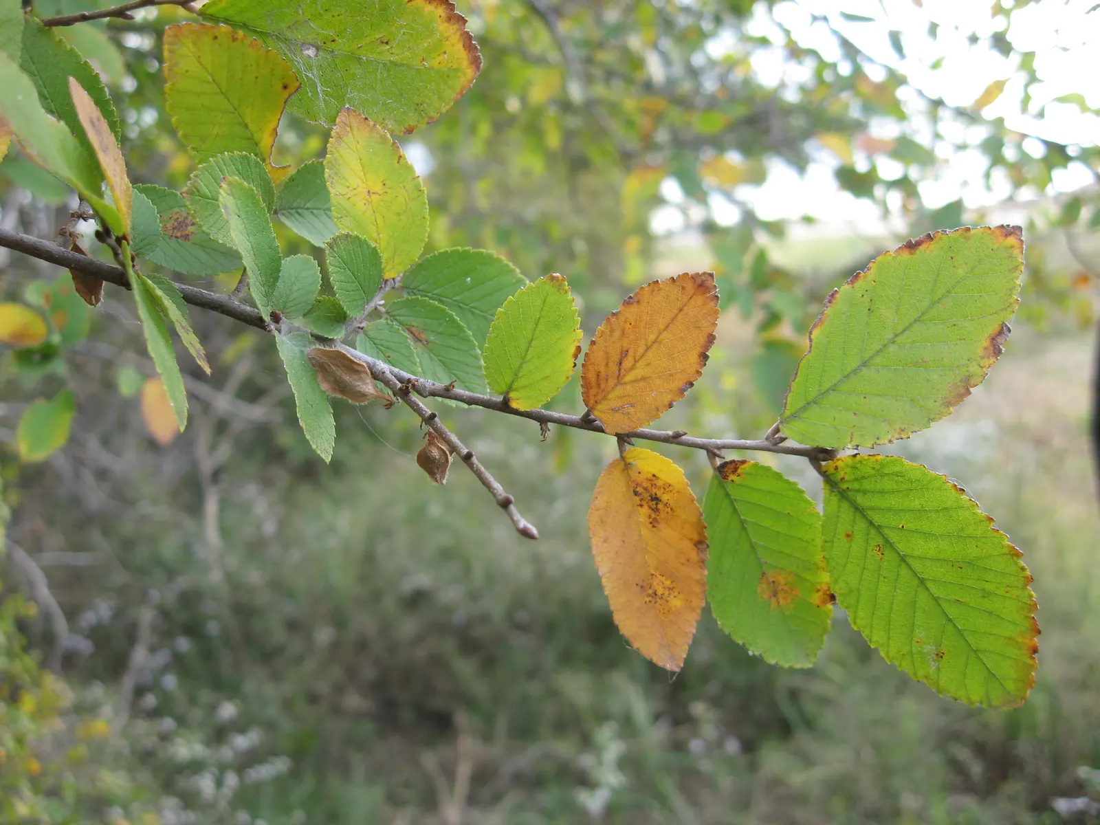 Cedar Elm (Ulmus Crassifolia) — consider ample space for growth