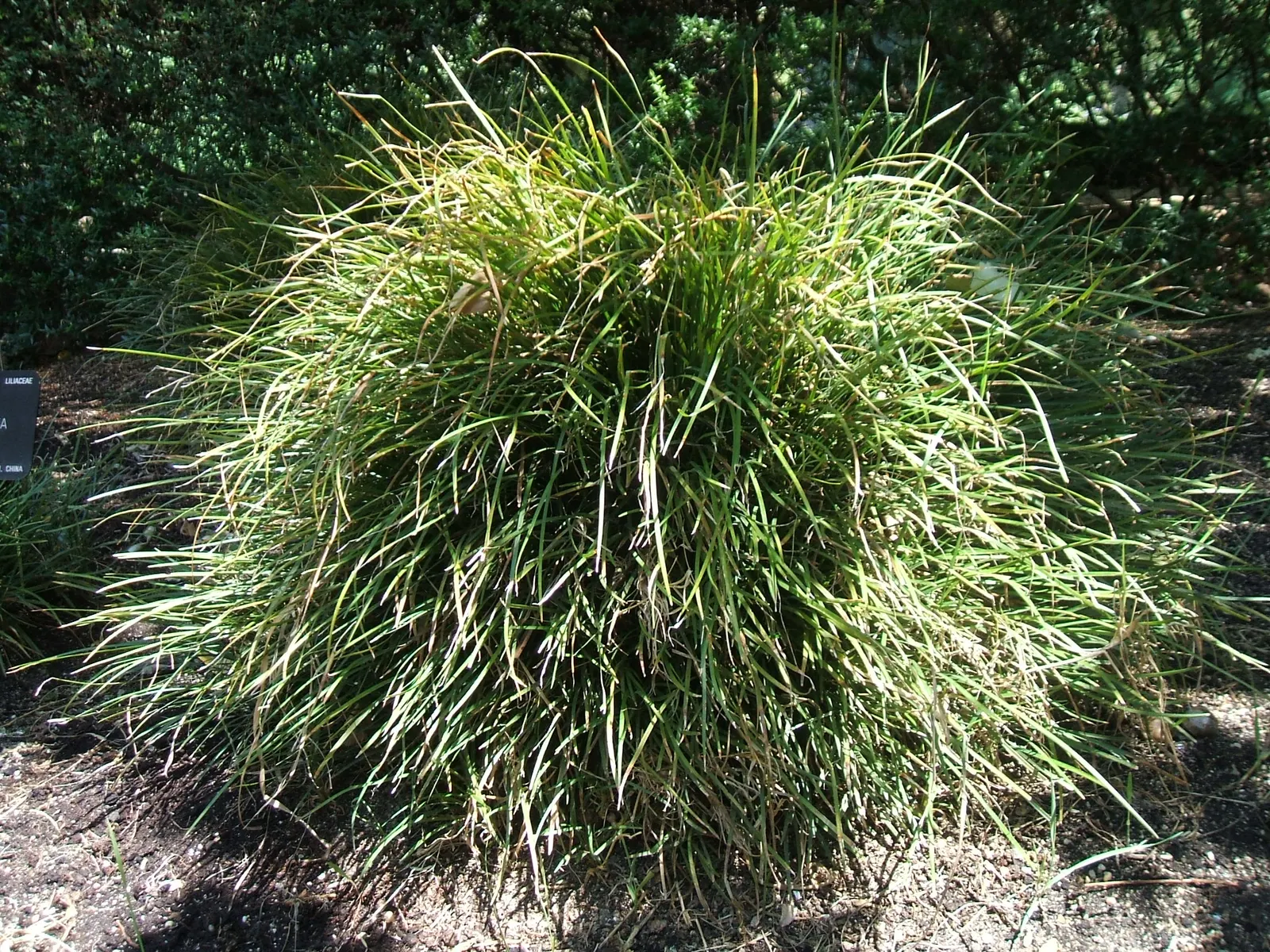 Lilyturf (Liriope Spicata) — Hardy in USDA zones 4-10, this groundcover thrives in partial to full shade and adaptable to various soils; lilyturf (Liriope
