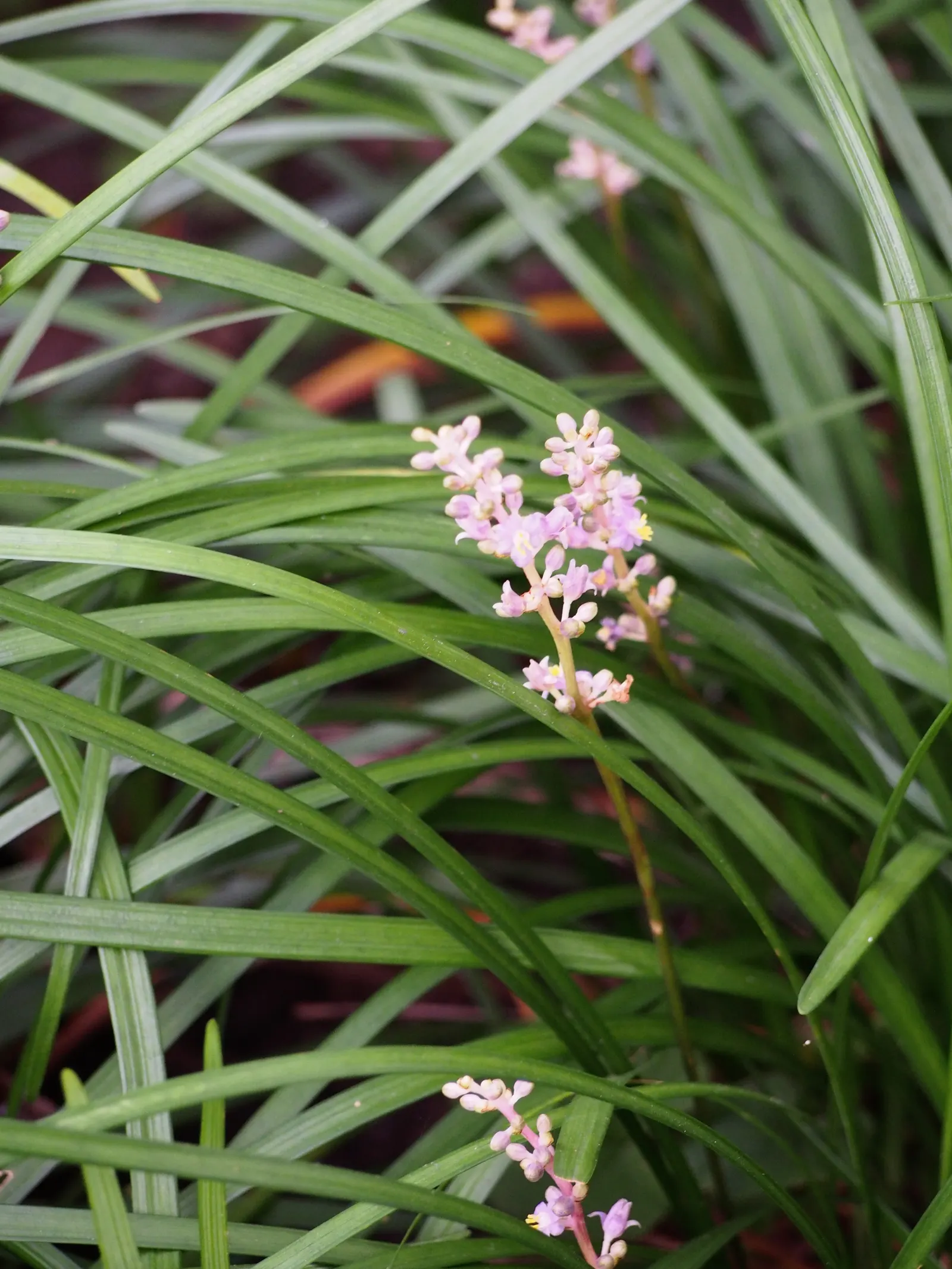 Lilyturf (Liriope Spicata) — adding a subtle textural contrast; grass-like foliage reaching 10-18 inches tall and spreading widely through rhizomes