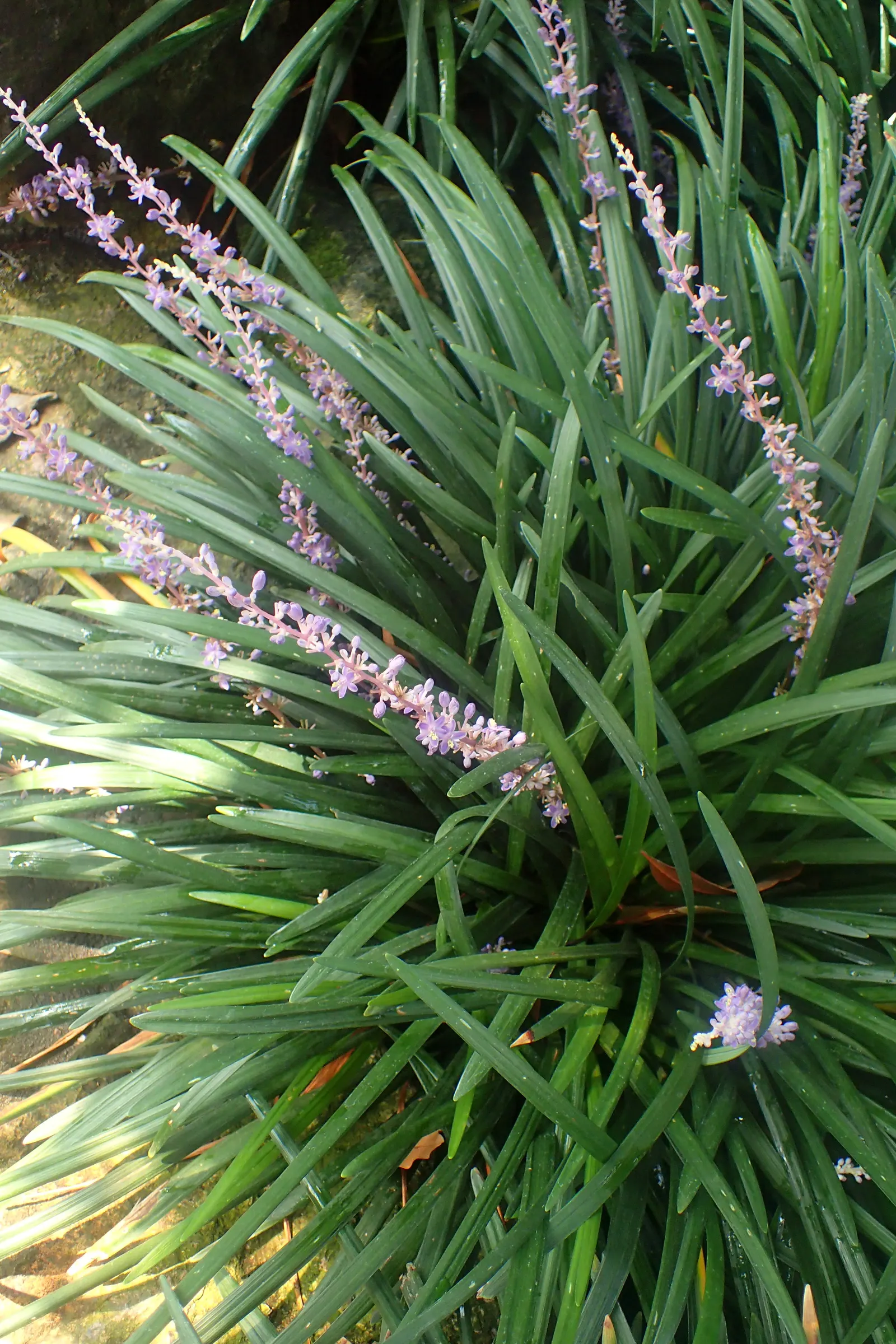Lilyturf (Liriope Spicata) — offering added interest in the landscape.<br><br>Liriope spicata thrives in USDA hardiness zones 4 to 10