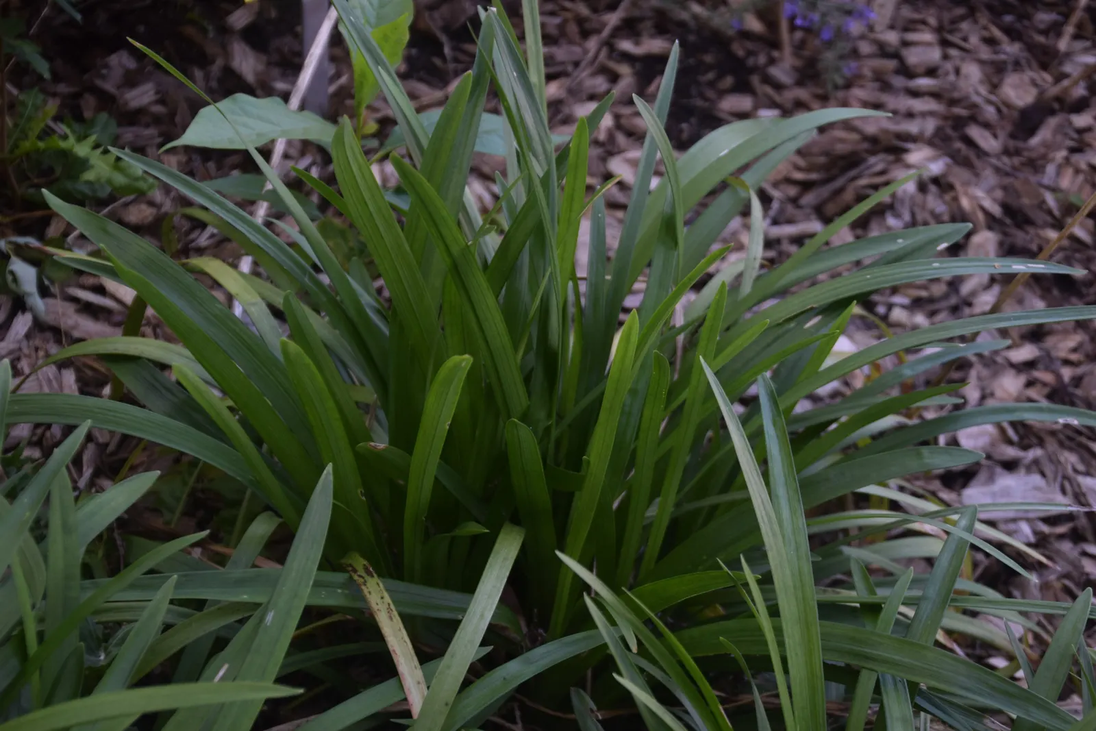 Lilyturf (Liriope Spicata) — regular maintenance may involve division every few years to keep its spread in check and ensure plant health